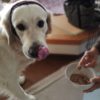 空腹がわんちゃんの健康のカギ！？愛犬にプチ絶食のススメ