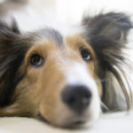 犬のマイボーム腺腫ってどんな病気？病気による目への影響と対処療法について