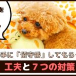 「ストレス軽減」愛犬を上手に留守番させるための工夫と7つの対策【動物看護師が解説】