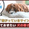 「犬が寒いときのサインは？」覚えておきたい犬の寒さ対策【動物看護師が解説】