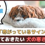 「犬が寒いときのサインは？」覚えておきたい犬の寒さ対策【動物看護師が解説】