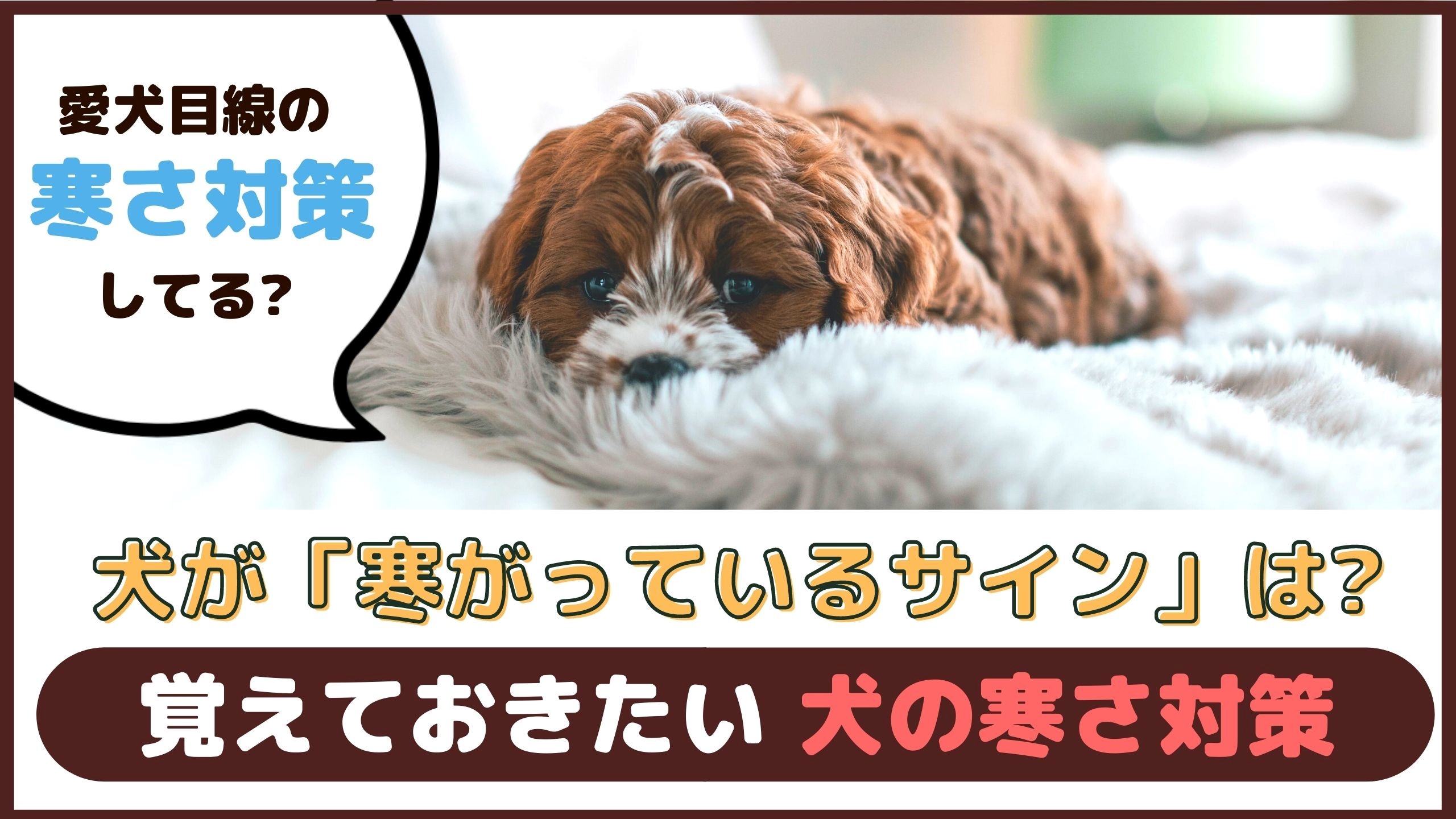 犬が寒いときのサインは 覚えておきたい犬の寒さ対策 動物看護師が解説 愛犬との旅行ならイヌトミィ