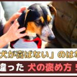 愛犬が喜ばないのはなぜ？間違った犬の褒め方5つ【動物看護師が解説】