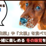 「犬は白菜や大根を食べていいの？」犬も一緒に楽しめる冬の味覚をご紹介【動物看護師が解説】