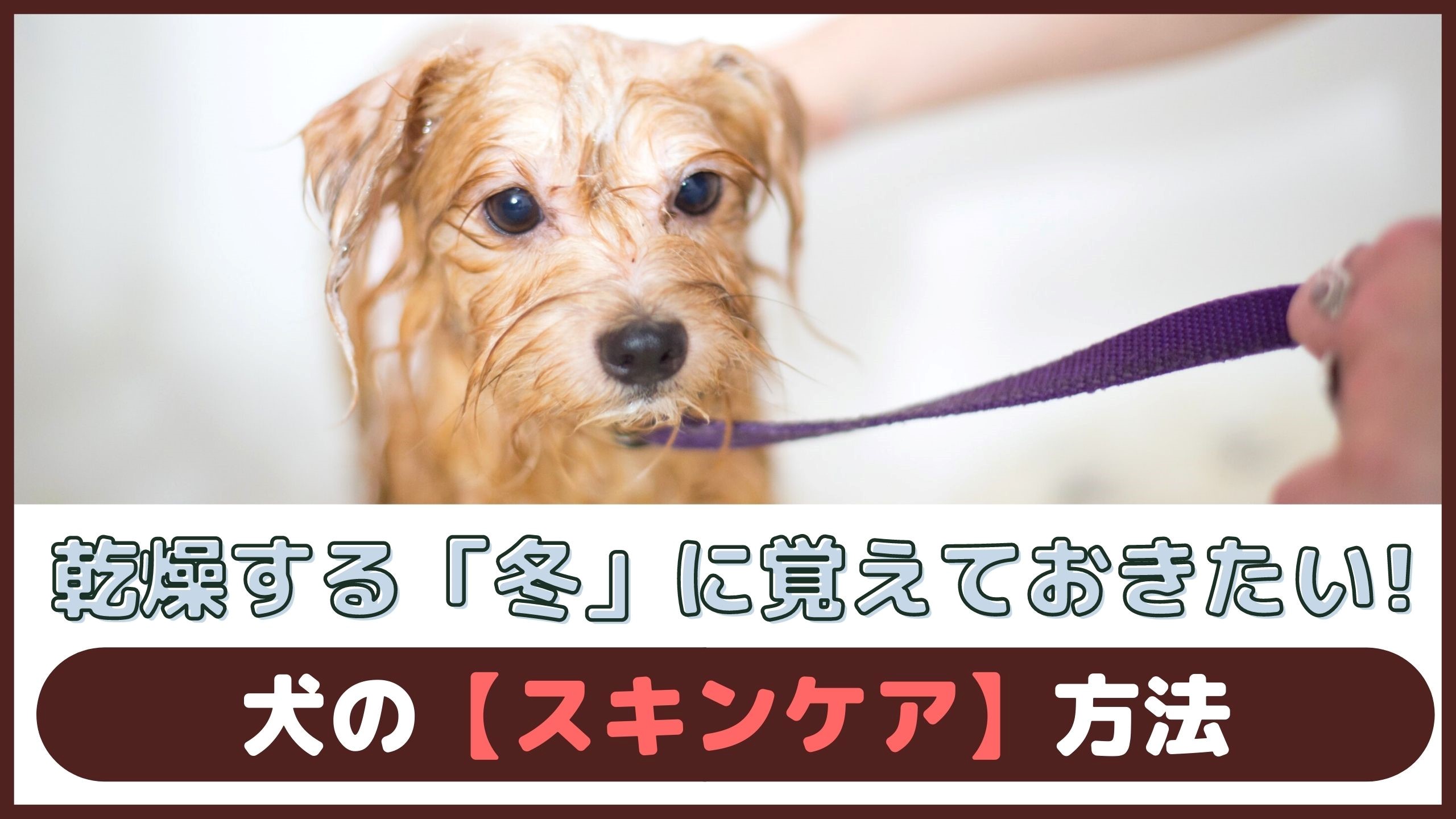 乾燥する冬に覚えておきたい 犬のスキンケア方法 動物看護師が解説 愛犬との旅行ならイヌトミィ