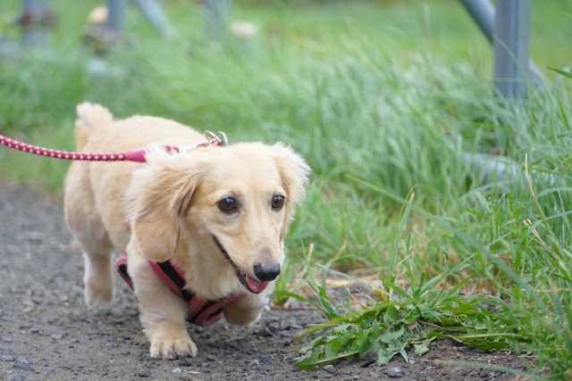 犬はミミズの匂いが好き 散歩中にミミズに体を擦り付ける理由 愛犬との旅行ならイヌトミィ