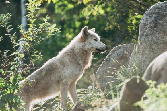 犬はミミズの匂いが好き 散歩中にミミズに体を擦り付ける理由 愛犬との旅行ならイヌトミィ