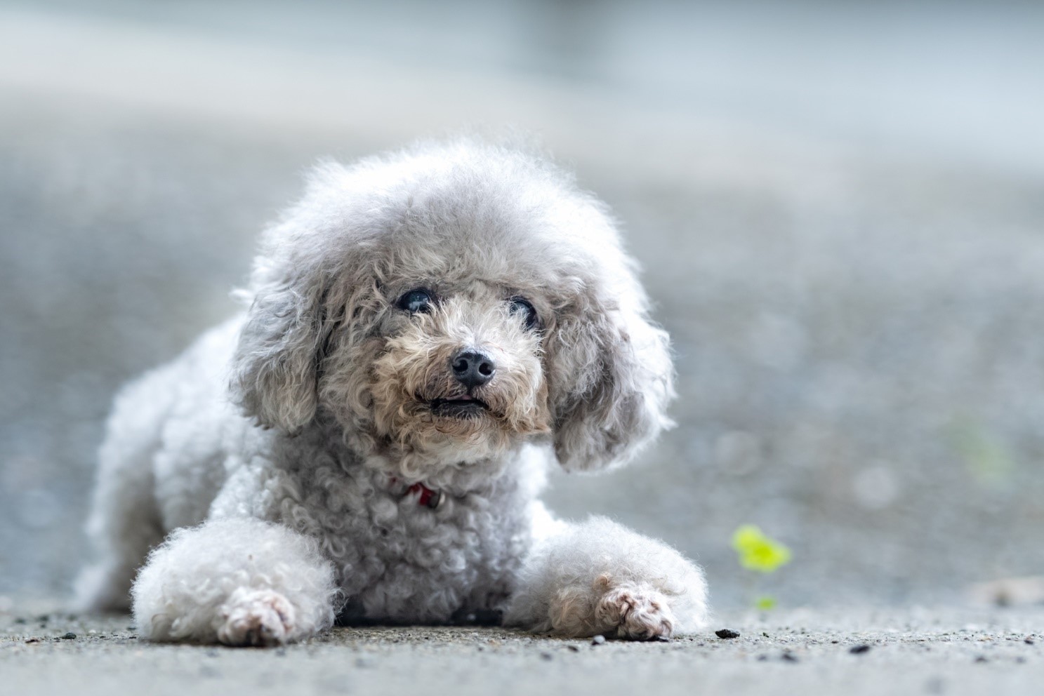 犬はミミズの匂いが好き 散歩中にミミズに体を擦り付ける理由 愛犬との旅行ならイヌトミィ