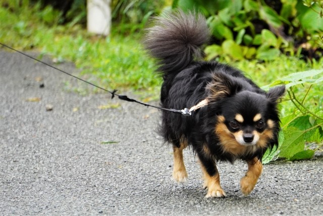 犬はミミズの匂いが好き 散歩中にミミズに体を擦り付ける理由 愛犬との旅行ならイヌトミィ