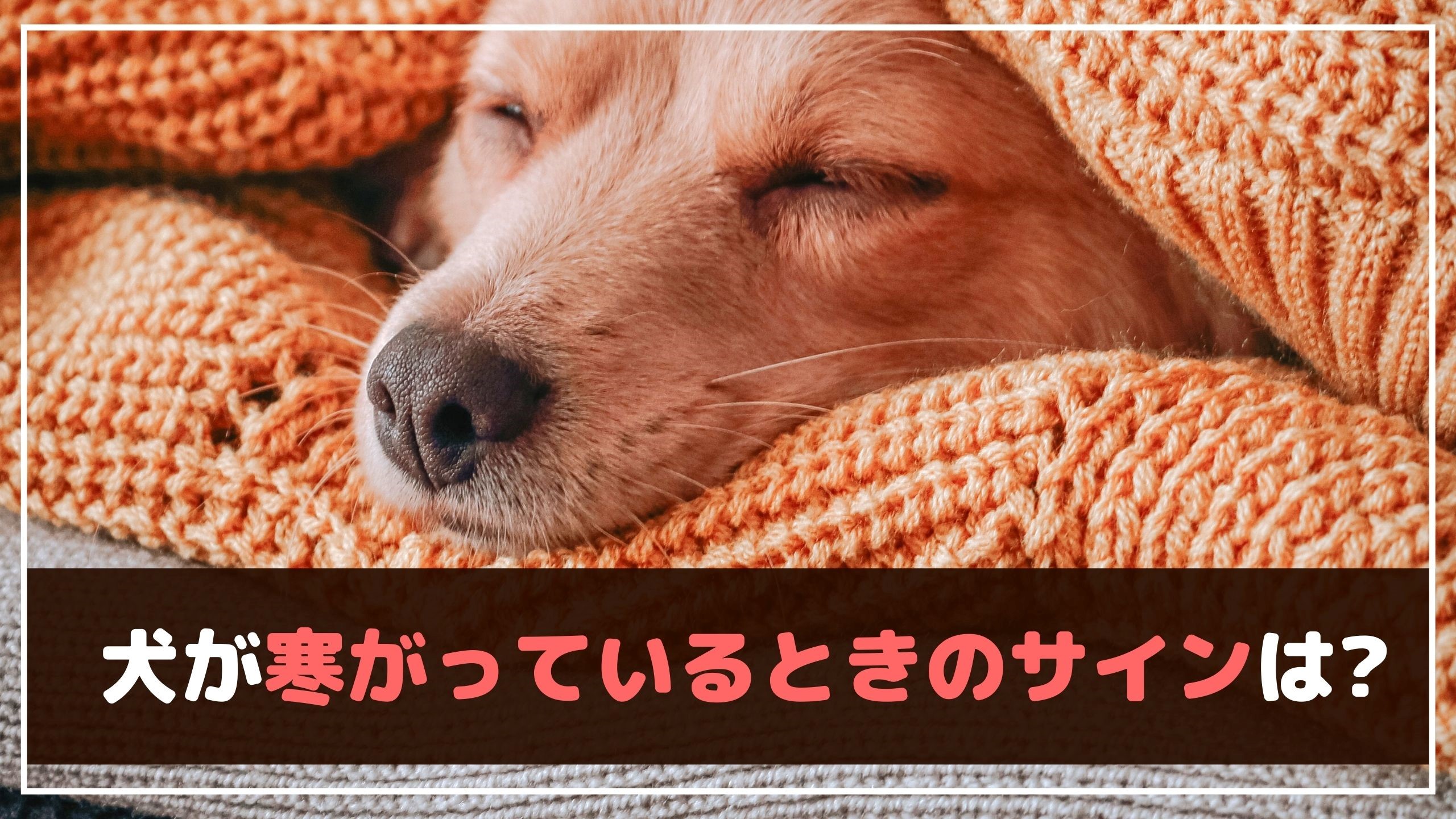 犬が寒いときのサインは 覚えておきたい犬の寒さ対策 動物看護師が解説 愛犬との旅行ならイヌトミィ