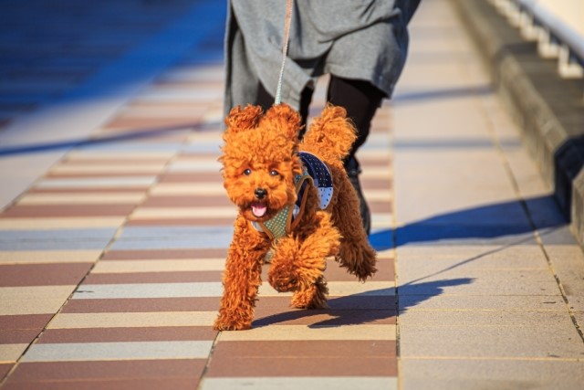 犬はミミズの匂いが好き 散歩中にミミズに体を擦り付ける理由 愛犬との旅行ならイヌトミィ