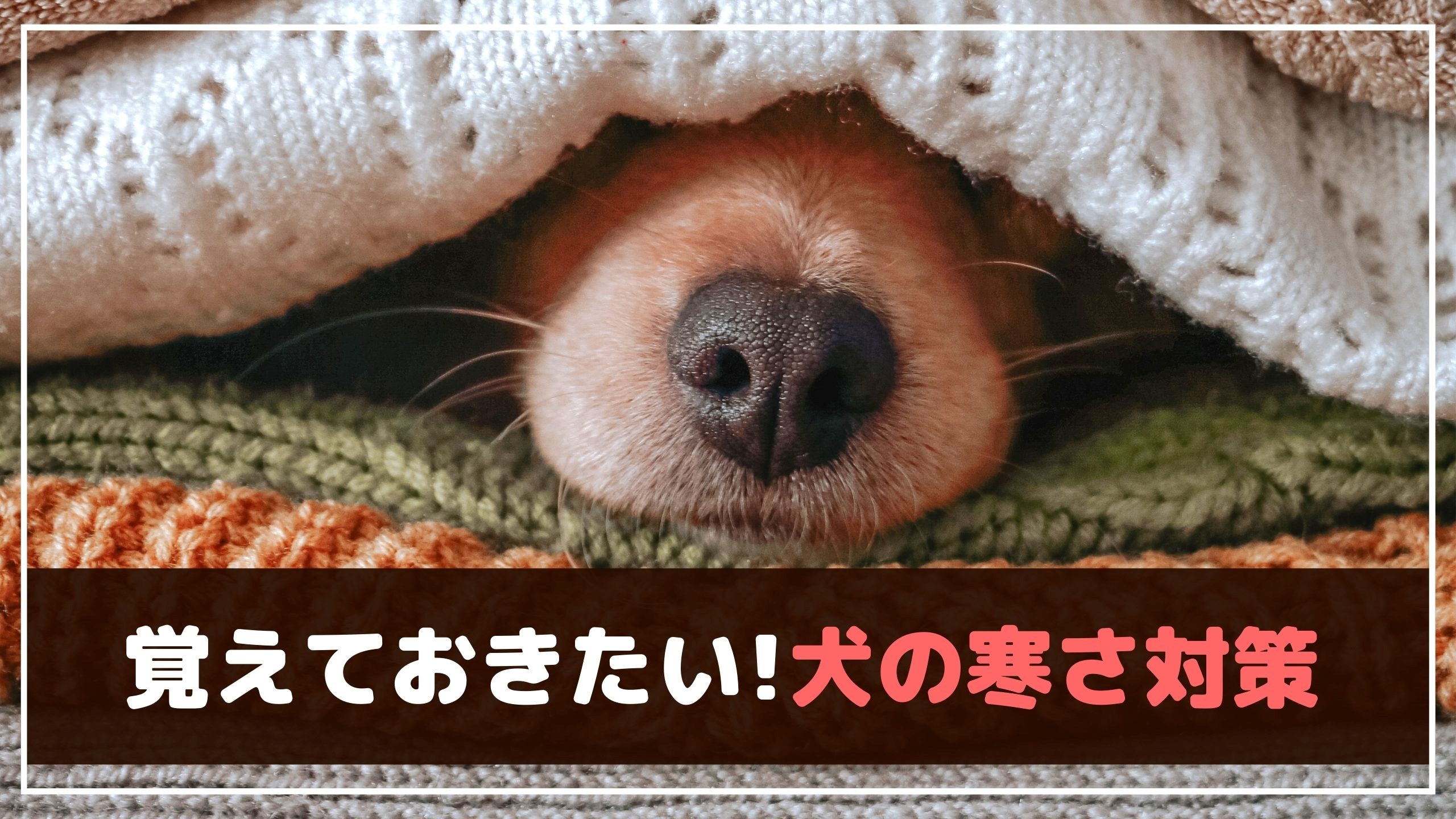 犬が寒いときのサインは 覚えておきたい犬の寒さ対策 動物看護師が解説 愛犬との旅行ならイヌトミィ