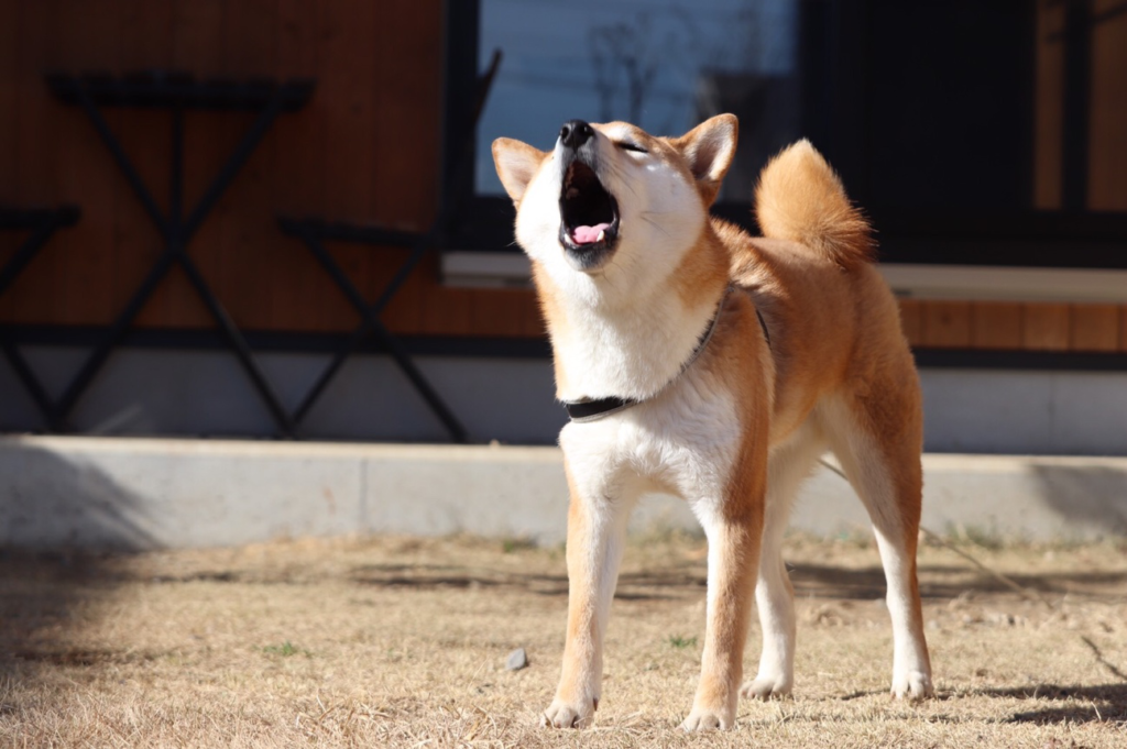 犬の鳴き方にはどんな意味がある?鳴き方で変わる犬の気持ちを解説!