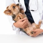 見逃してはいけない犬の病気のサイン６つとヘルスチェックの方法