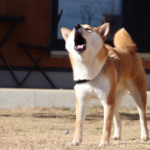 犬の鳴き方にはどんな意味がある？鳴き方で変わる犬の気持ちを解説！