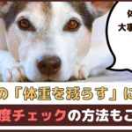 「犬の体重を減らすには？」肥満度チェックの方法もご紹介【動物看護師が解説】