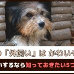 犬の外飼いはかわいそう？外飼いをするなら知っておきたい5つのこと【動物看護師が解説】