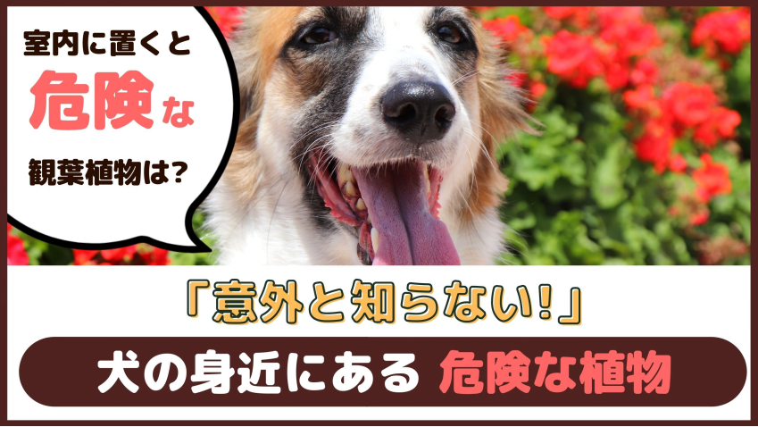 意外と知らない 犬の身近にある危険な植物 動物看護師が解説 愛犬との旅行ならイヌトミィ