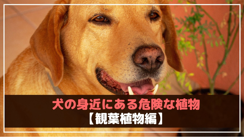 意外と知らない 犬の身近にある危険な植物 動物看護師が解説 愛犬との旅行ならイヌトミィ
