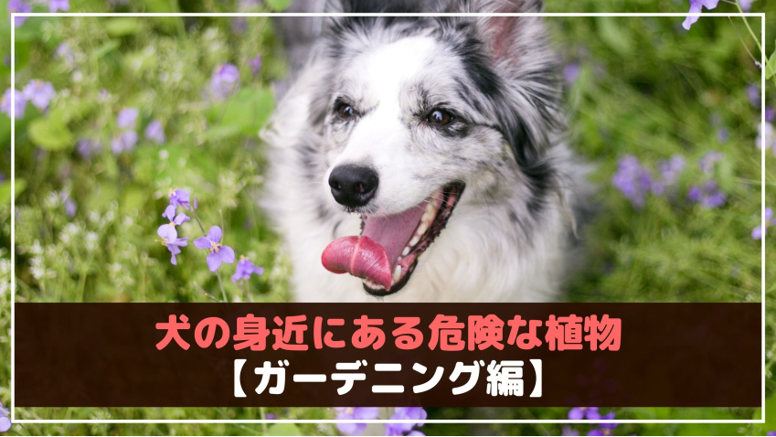 意外と知らない 犬の身近にある危険な植物 動物看護師が解説 愛犬との旅行ならイヌトミィ