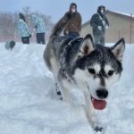 ワンコも雪山に連れてって♪マウントジーンズ那須の山頂（標高1,410ｍ）にある『天然雪のスノードッグラン』体験レポート！