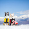 【2022年冬】愛犬と一緒に雪遊び！わんちゃんOKのスノーシュー＆スノードッグラン＆スキー場特集