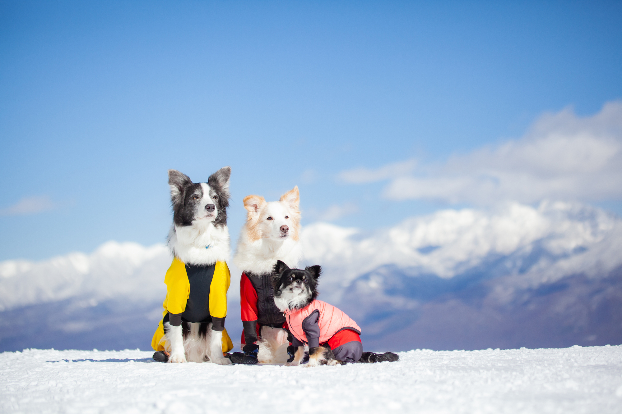 22年冬 愛犬と一緒に雪遊び わんちゃんokのスノーシュー スノードッグラン スキー場特集 愛犬との旅行ならイヌトミィ