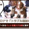 コロナでトラブル増加！？ブリーダーからペットを購入するときに気をつけたい事【動物看護師が解説】