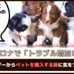 コロナでトラブル増加！？ブリーダーからペットを購入するときに気をつけたい事【動物看護師が解説】