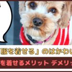 愛犬に服を着せる派？着せない派？犬服のメリット・デメリット【動物看護師が解説】