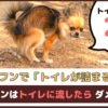 「犬のフンでトイレが詰まる！？」犬のフンはトイレに流したらダメなの？【動物看護師が解説】