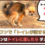 「犬のフンでトイレが詰まる！？」犬のフンはトイレに流したらダメなの？【動物看護師が解説】