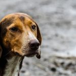 100％死に至る！？【狂犬病】ってどんな病気？日本の狂犬病ワクチン接種率低下の危険性