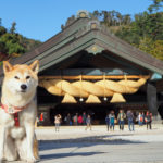 犬にも厄年があるって本当？気になる年齢や厄祓いにおすすめな神社5選