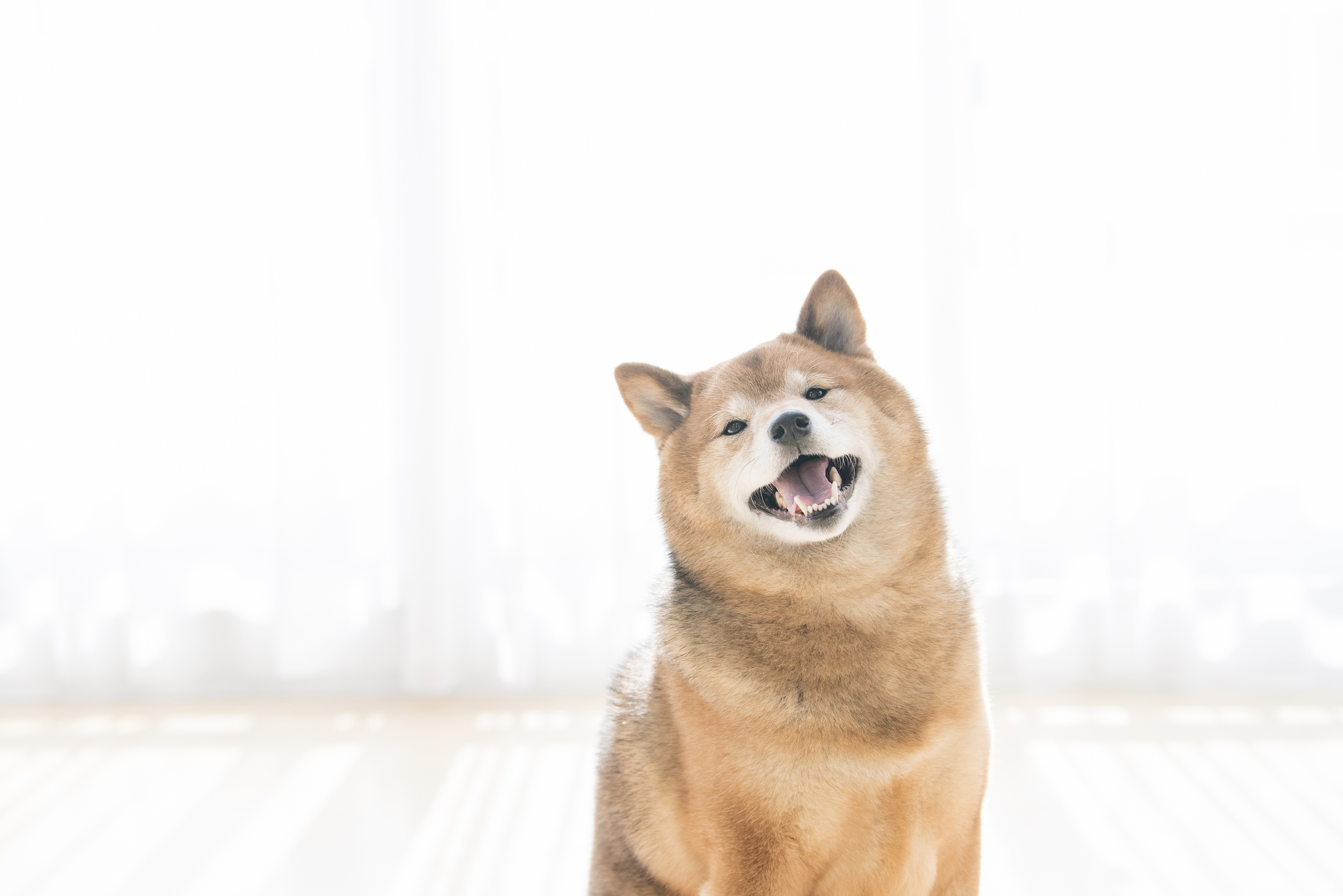 マンションで犬を飼う時のマナー５つと物件選びの注意点とは 愛犬との旅行ならイヌトミィ