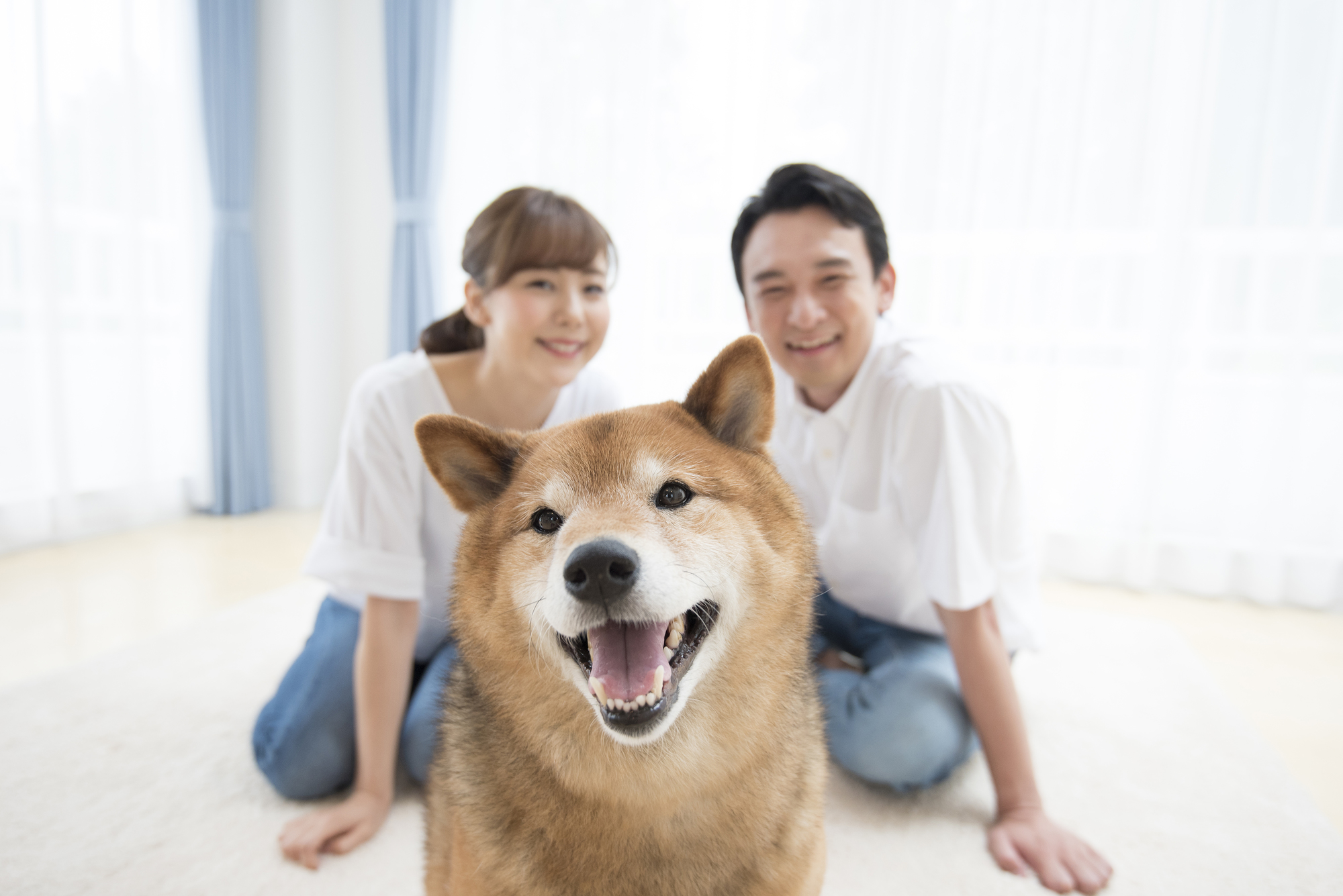 マンションで犬を飼う時のマナー５つと物件選びの注意点とは 愛犬との旅行ならイヌトミィ