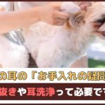 「犬の耳のお手入れの疑問」耳毛抜きや耳洗浄って必要ですか？【動物看護師が解説】