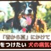 「春から夏にかけて」気をつけたい犬の病気5選【動物看護師が解説】