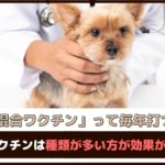 「犬の混合ワクチンって毎年打つべき？」混合ワクチンは種類が多い方が効果があるの？【動物看護師が解説】