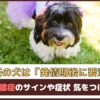 「未避妊の犬は発情期後に要注意！」子宮蓄膿症のサインや症状、気をつけること【動物看護師が解説】