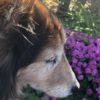 春到来！犬にも起こる花粉症の症状とは？植物の種類や対処法、なりやすい犬種をご紹介！