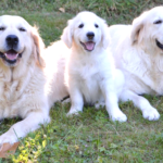 大型犬の寿命が短いのは何故？その３つの理由と長生きの秘訣について