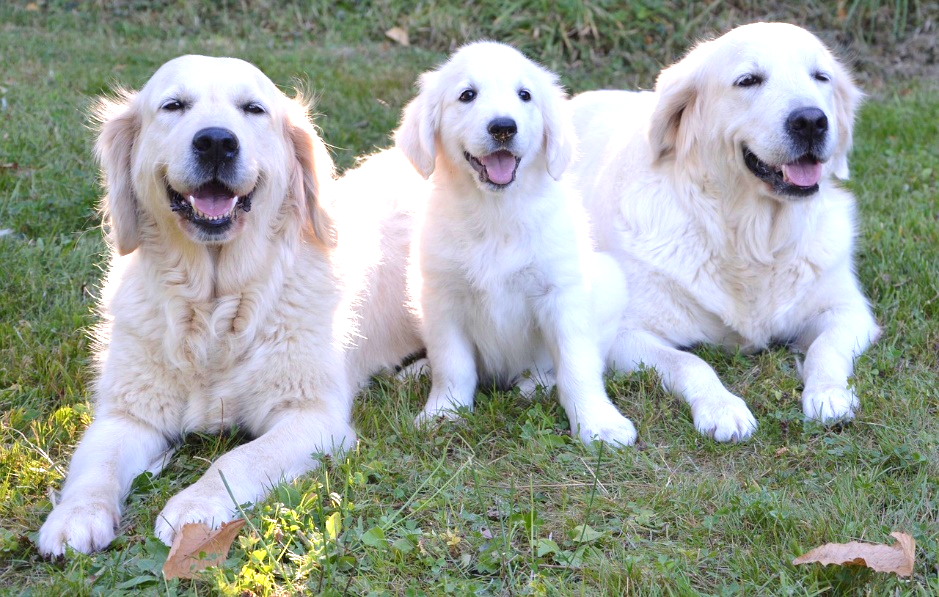 大型犬の寿命が短いのは何故 その３つの理由と長生きの秘訣について 愛犬との旅行ならイヌトミィ