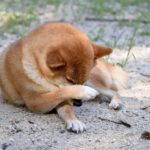 犬のノミ・マダニ対策はいつから？今から知っておきたい対処法や駆除薬・注意点について