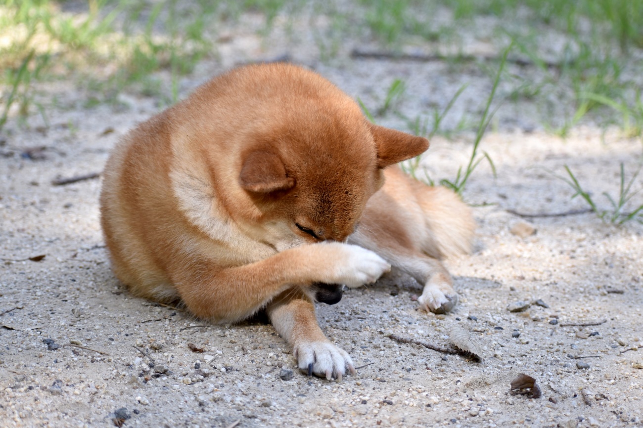 犬のノミ マダニ対策はいつから 今から知っておきたい対処法や駆除薬 注意点について 愛犬との旅行ならイヌトミィ