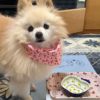 シニアの愛犬のため♪ムリせず続ける手作りご飯