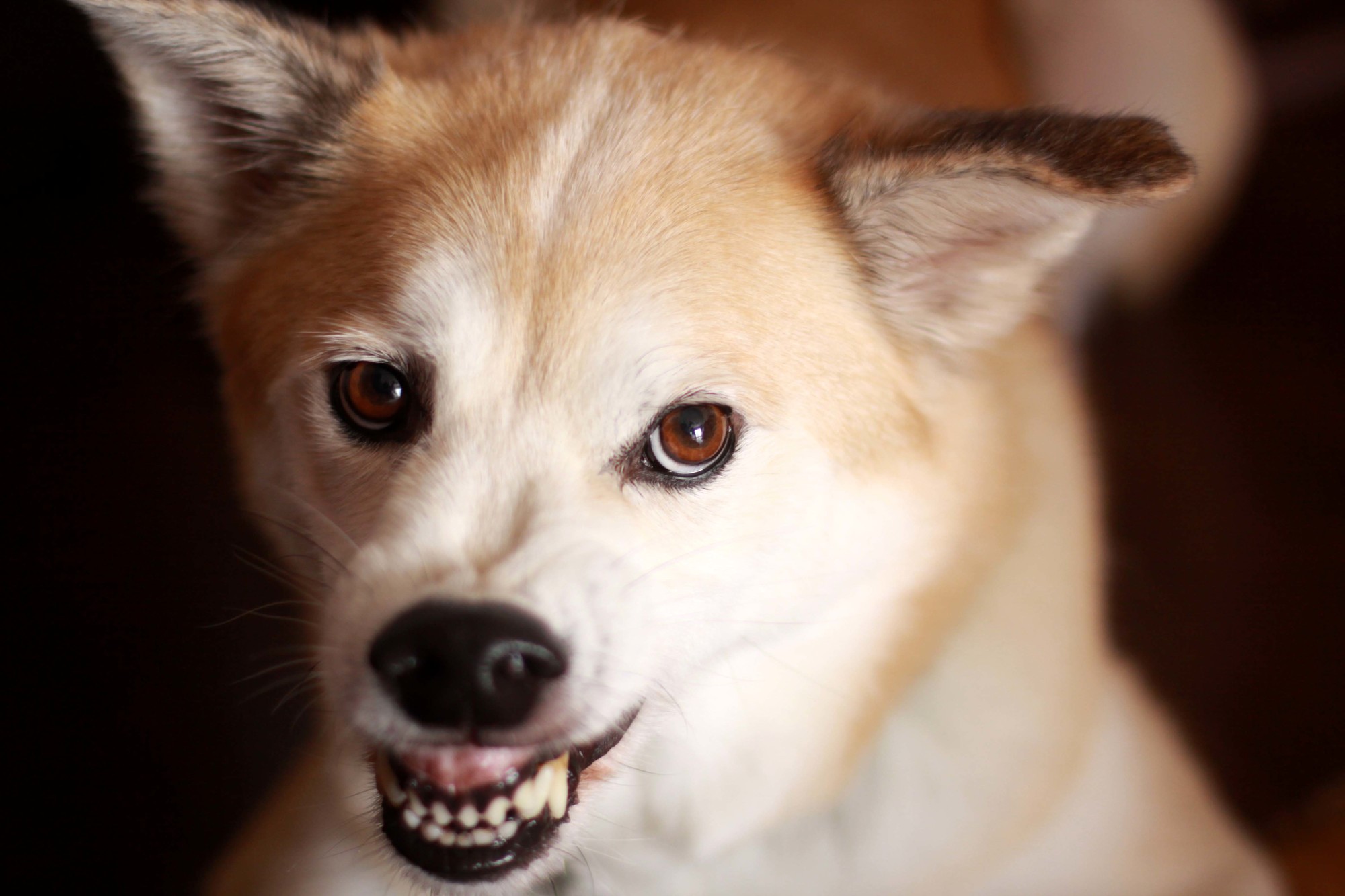 フードアグレッシブってなに 犬の性格や生活環境との関連性や原因 対処法について 愛犬との旅行ならイヌトミィ