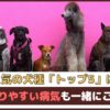 人気の犬種トップ5は？かかりやすい病気も一緒にご紹介【動物看護師が解説】