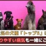 人気の犬種トップ5は？かかりやすい病気も一緒にご紹介【動物看護師が解説】