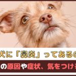 「犬に鼻炎ってあるの？」鼻炎の原因や症状、気をつけること【動物看護師が解説】